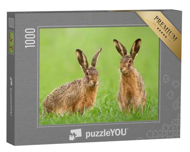 Puzzle de 1000 pièces « Deux lièvres dans une prairie au printemps »