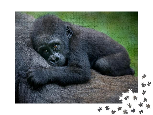 Puzzle de 1000 pièces « Un bébé gorille »