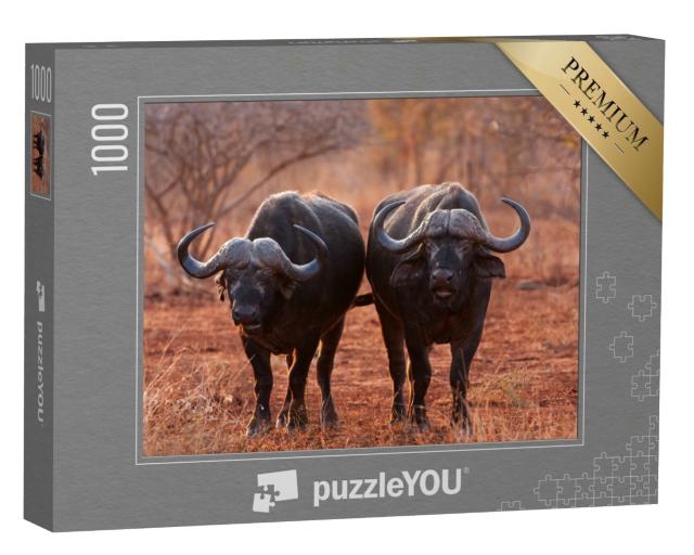 Puzzle de 1000 pièces « Buffle d'Afrique, Buffle du Cap, Parc national Kruger, Afrique du Sud »