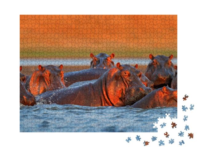 Puzzle de 1000 pièces « Hippopotames se baignant dans la lumière du soir, Zimbabwe, Afrique »