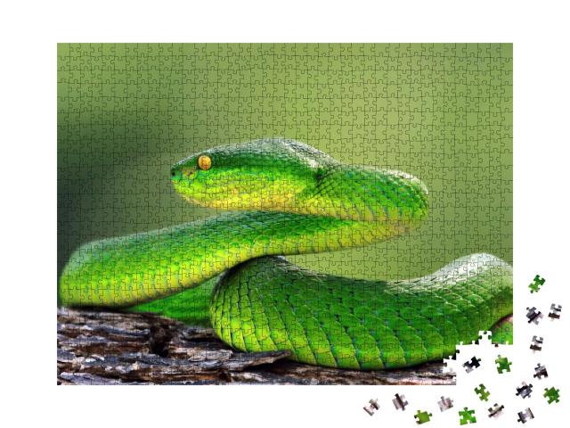 Puzzle de 1000 pièces « Couleuvre verte vipérine sur branche, trimeresuru albolabris »