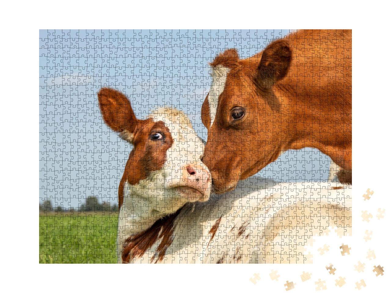 Puzzle de 1000 pièces « Vache et petit veau »
