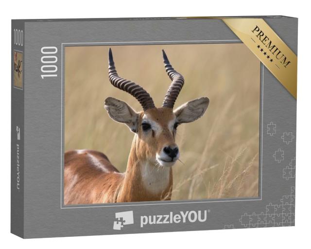 Puzzle de 1000 pièces « Antilope Cob de l'Ouganda, Afrique »