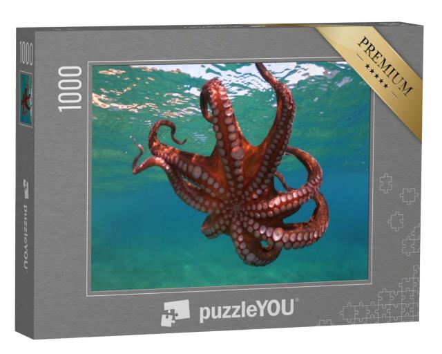 Puzzle de 1000 pièces « Des pieuvres nagent dans une baie tropicale »