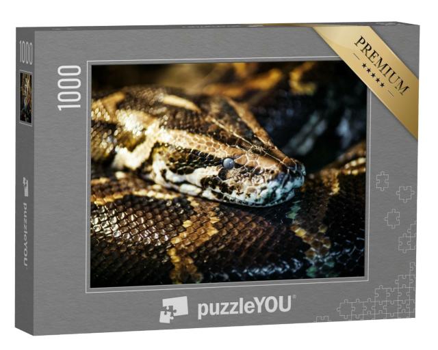Puzzle de 1000 pièces « Python réticulé, également connu sous le nom de python royal ou python boule »