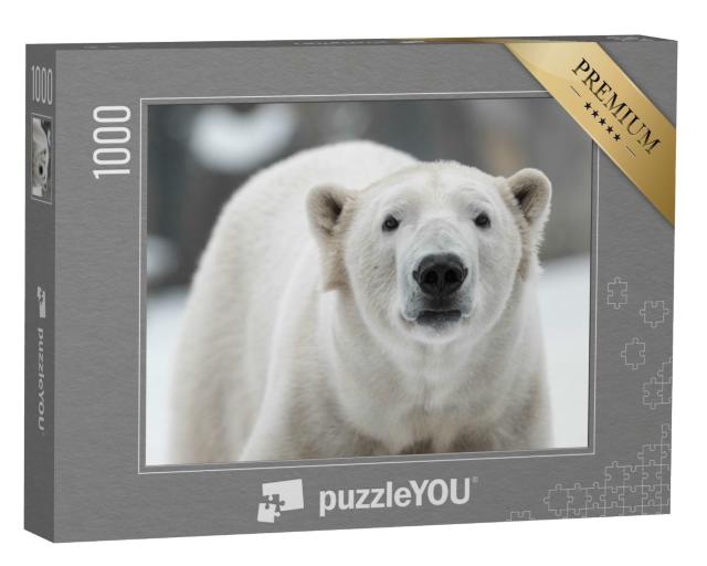 Puzzle de 1000 pièces « Ours polaire mâle, Ursus maritimus dans la neige »