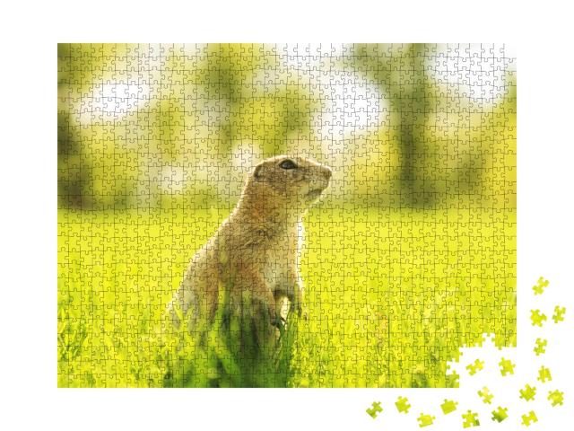Puzzle de 1000 pièces « Marmotte dans une prairie ensoleillée »