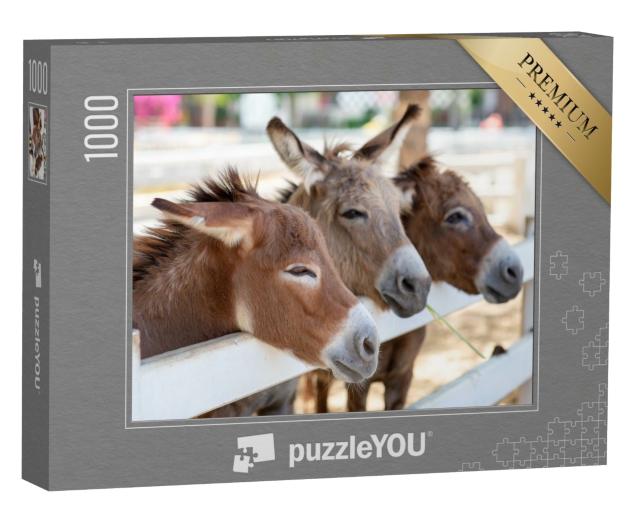 Puzzle de 1000 pièces « Trois ânes curieux près de la clôture »