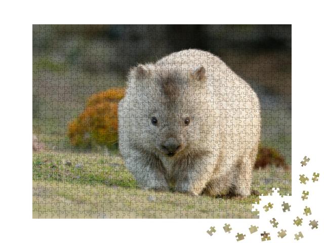 Puzzle de 1000 pièces « Wombat australien, également connu sous le nom d'ours à poils grossiers ou d'ours à nez nu »