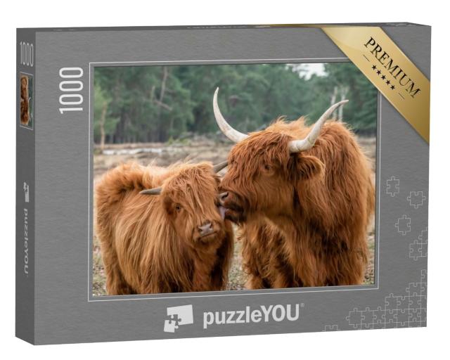 Puzzle de 1000 pièces « Bœuf Highland écossais avec veau »