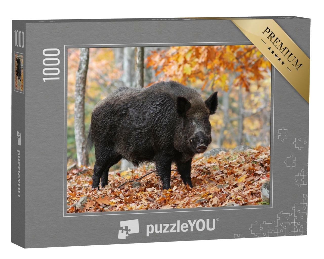 Puzzle de 1000 pièces « Sanglier mâle dans une forêt d'automne »