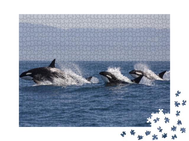 Puzzle de 1000 pièces « Banc d'orques dans l'océan »