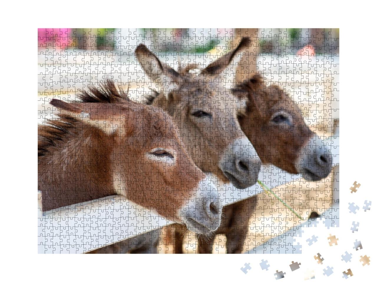 Puzzle de 1000 pièces « Trois ânes curieux près de la clôture »