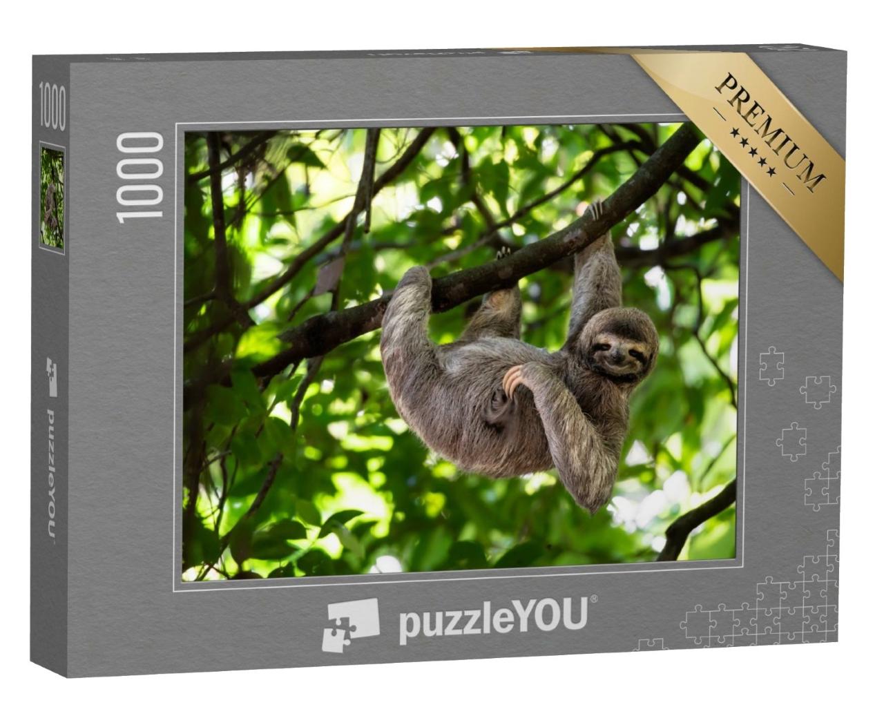 Puzzle de 1000 pièces « Adorable paresseux dans une pose parfaite sur un arbre »