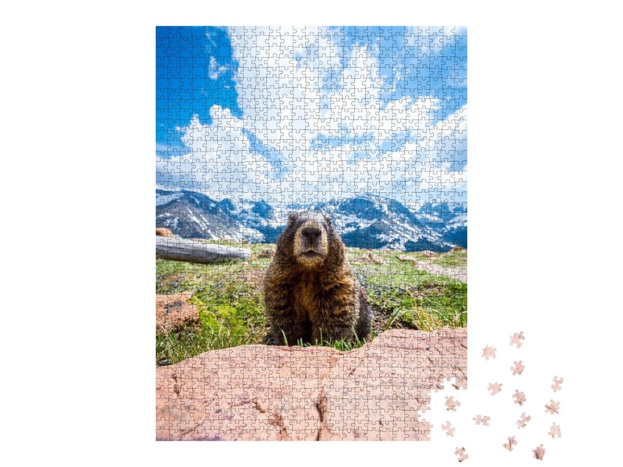 Puzzle de 1000 pièces « Une marmotte curieuse dans le Rocky Mountain National Park, Californie »