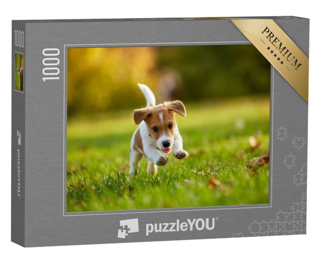 Puzzle de 1000 pièces « Jack Russell Terrier jouant dans un parc en automne »