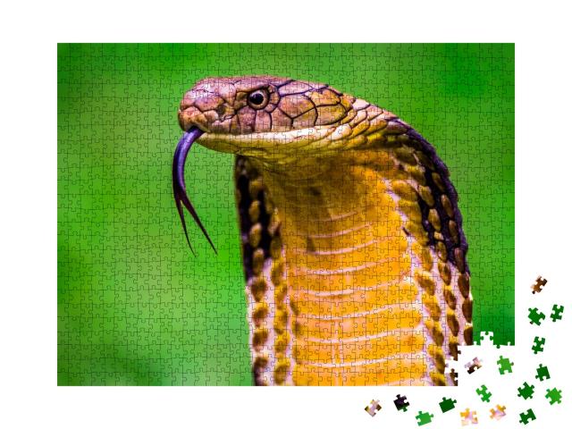 Puzzle de 1000 pièces « Cobra royal Ophiophagus hannah, le plus long serpent venimeux du monde »