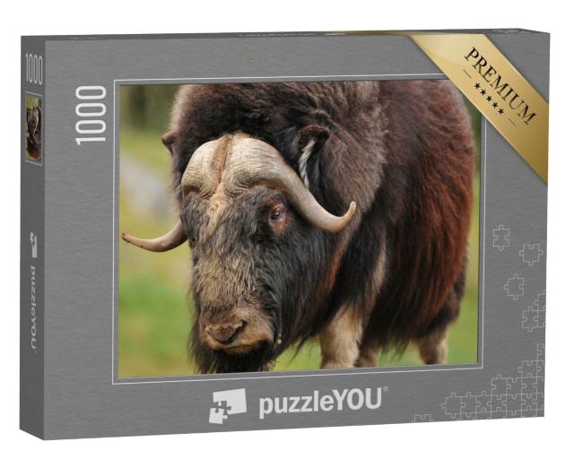 Puzzle de 1000 pièces « Portrait d'un bœuf musqué adulte »