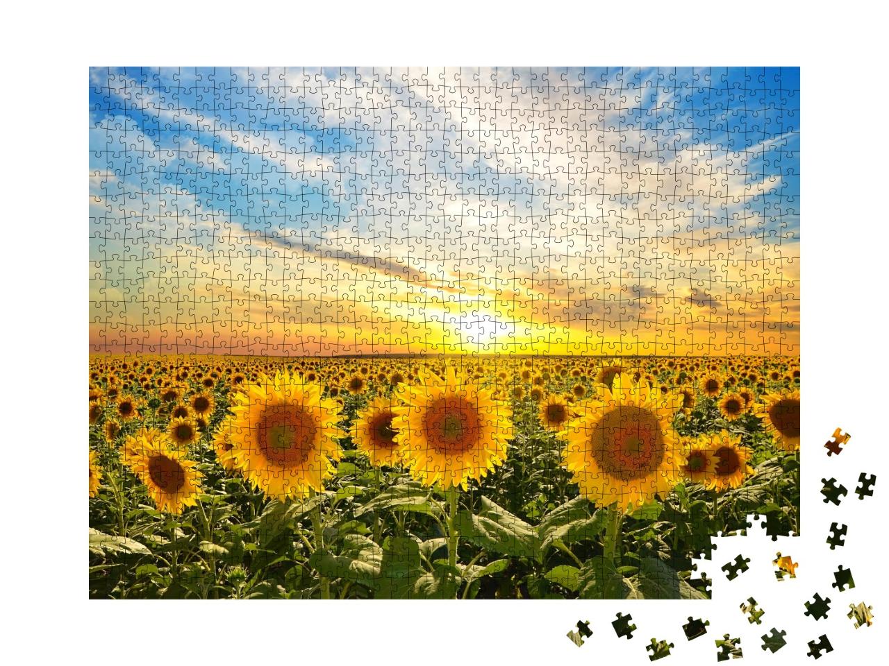 Puzzle de 1000 pièces « Champ de tournesols en fleurs au coucher du soleil »