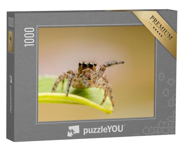 Puzzle de 1000 pièces « Gros plan sur l'araignée hyllus »