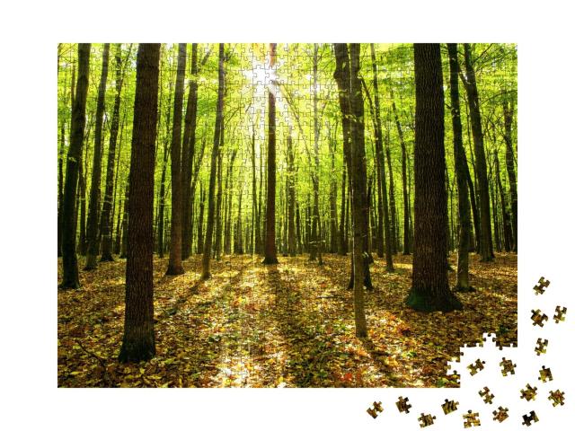 Puzzle de 1000 pièces « Forêt d'automne avec des arbres et la lumière du soleil »