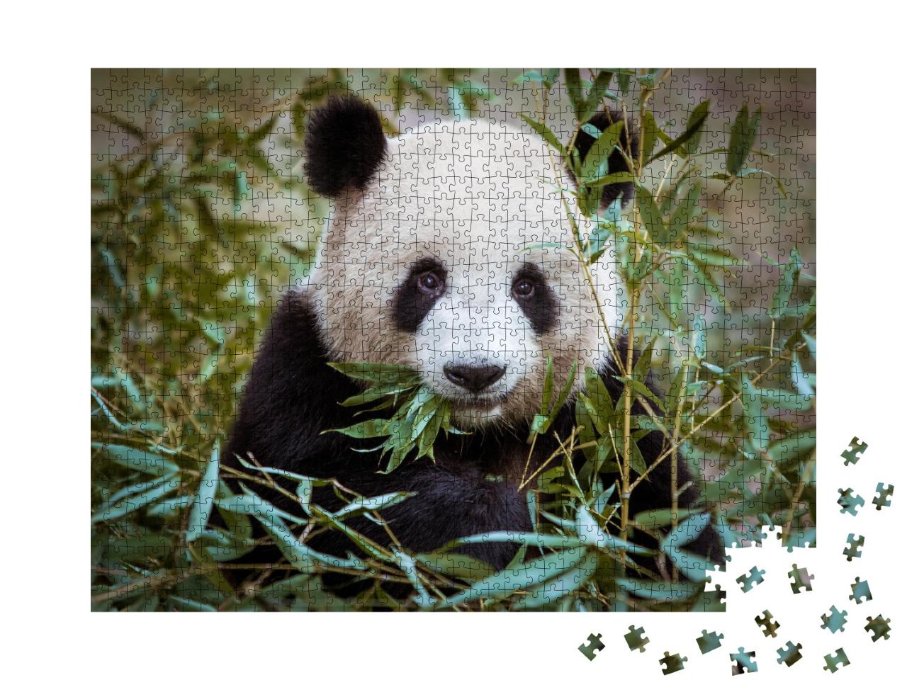 Puzzle de 1000 pièces « Panda géant, la bouche pleine de bambous »