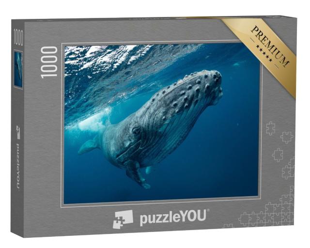 Puzzle de 1000 pièces « Une baleine à bosse qui nage dans la mer »