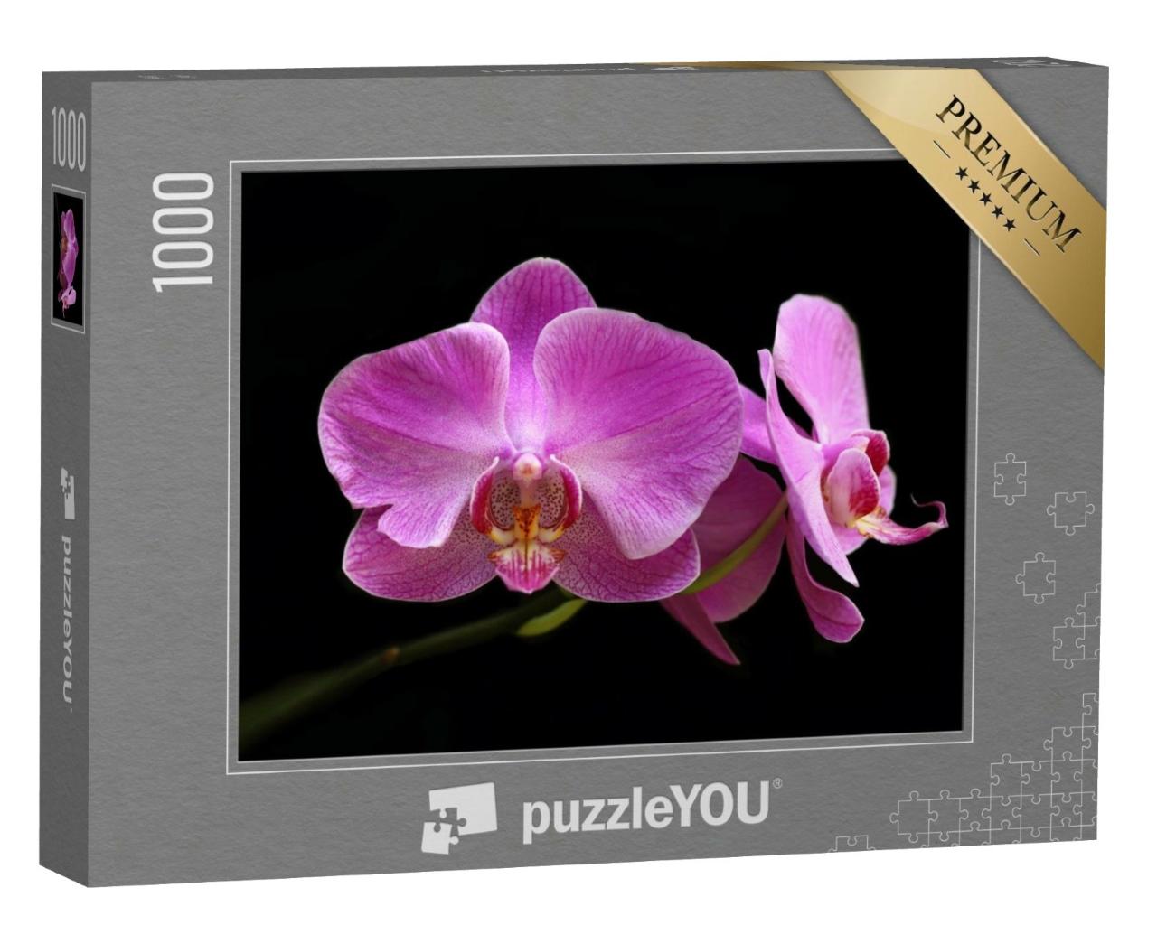 Puzzle de 1000 pièces « L'orchidée lune rose »