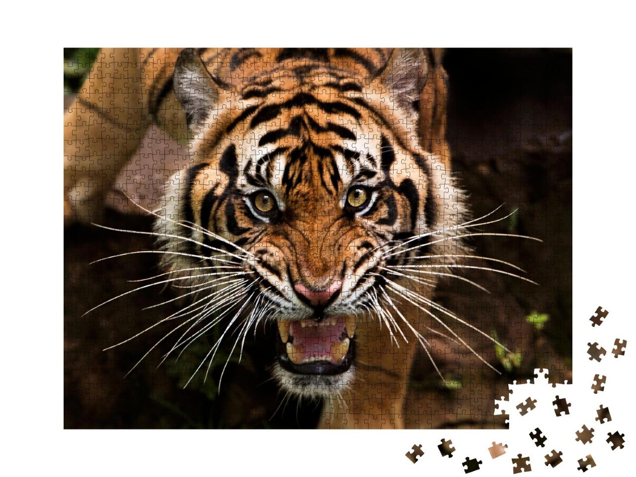 Puzzle de 1000 pièces « Un tigre de Sumatra en chasse »