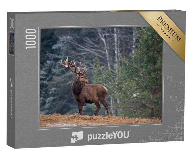 Puzzle de 1000 pièces « Cerf fier avec de grands bois, seul dans la forêt »