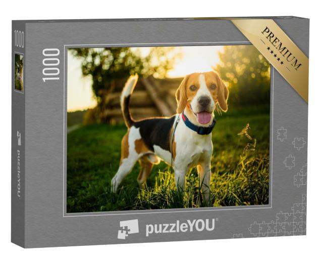 Puzzle de 1000 pièces « Un beagle au coucher du soleil »