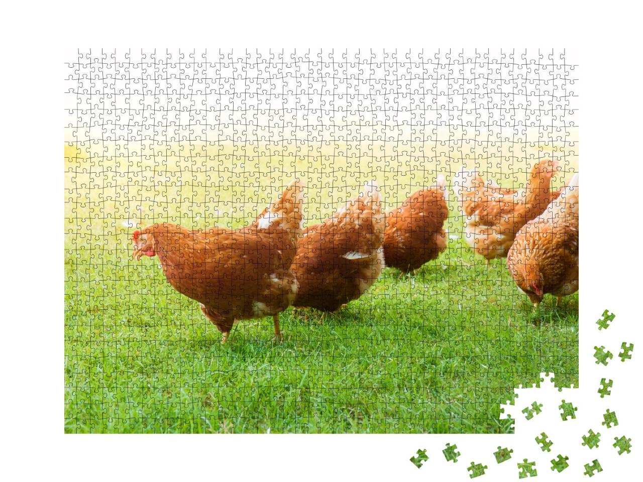 Puzzle de 1000 pièces « Poulets en liberté dans un pré vert »