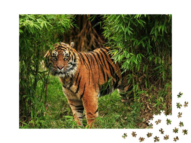 Puzzle de 1000 pièces « Tigre royal mâle »