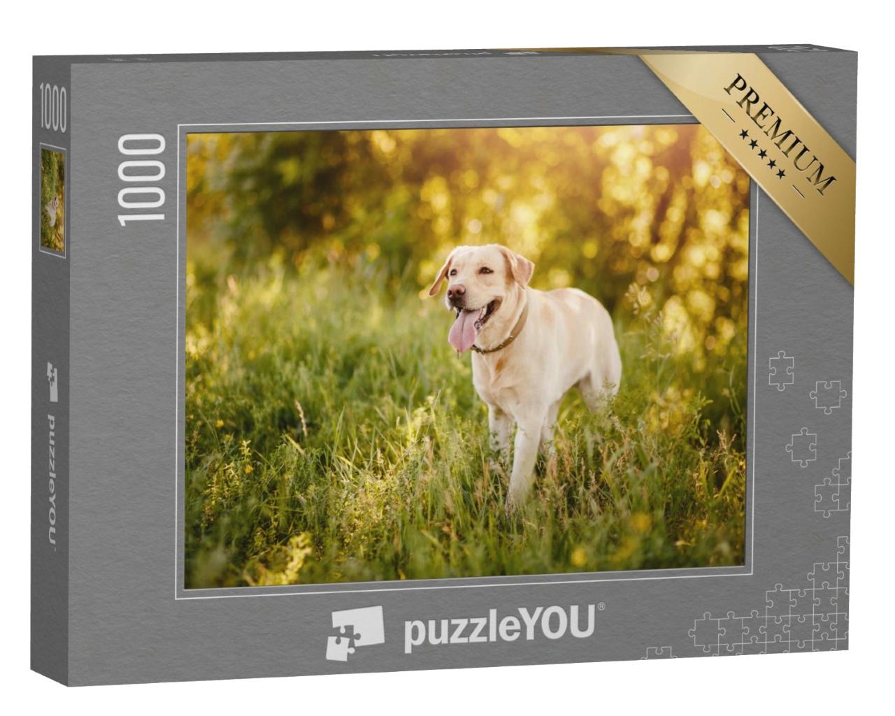 Puzzle de 1000 pièces « Labrador Retriever dans une prairie »