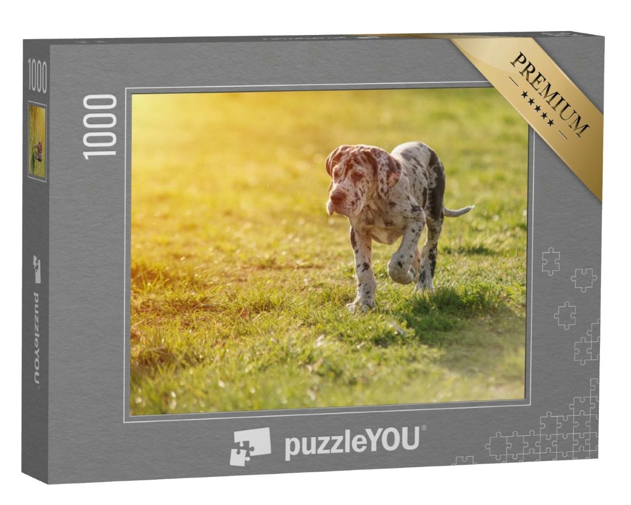 Puzzle de 1000 pièces « Dogue allemand sur la pelouse »