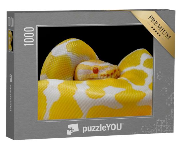 Puzzle de 1000 pièces « Python boule blanc et jaune, enroulé sur lui-même »