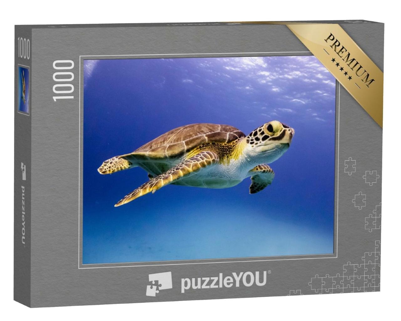 Puzzle de 1000 pièces « Jeune tortue Hawksbill en train de nager, Bahamas »