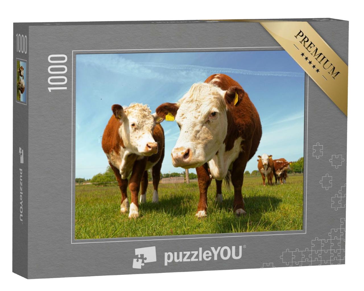 Puzzle de 1000 pièces « Les vaches Hereford à la campagne »