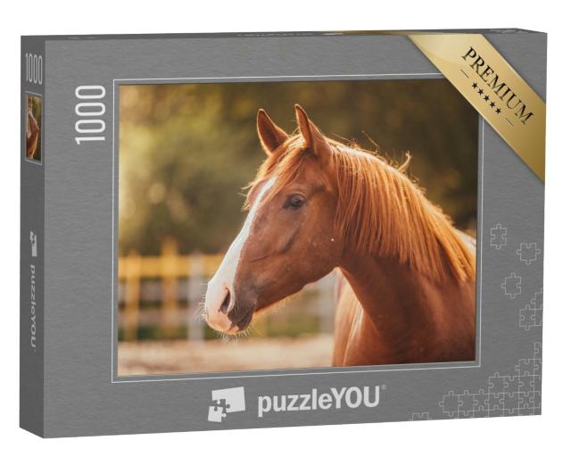 Puzzle de 1000 pièces « Portrait d'un cheval dans la lumière du soir »