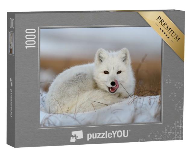Puzzle de 1000 pièces « Renard polaire blanc, Vulpes Lagopus, roulé en boule dans la neige »
