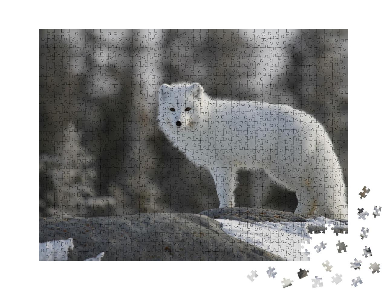 Puzzle de 1000 pièces « Renard polaire au Canada »