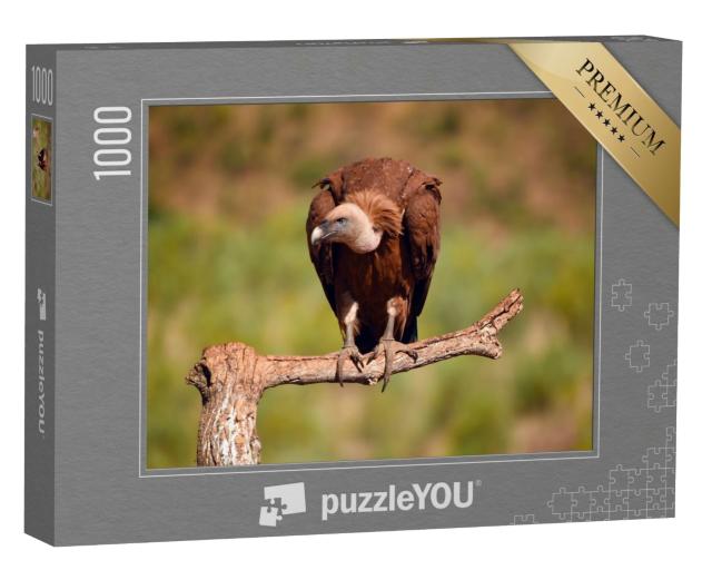 Puzzle de 1000 pièces « Majestueux vautour fauve »