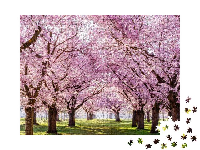 Puzzle de 1000 pièces « Allée de cerisiers en fleurs Sakura dans un parc magnifique »