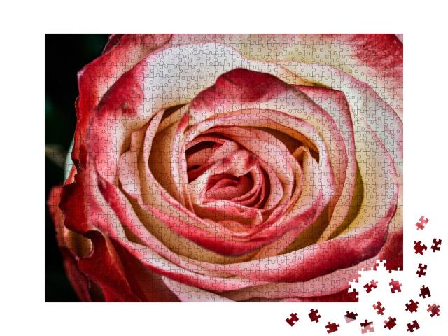Puzzle de 1000 pièces « Rose rouge et blanche »