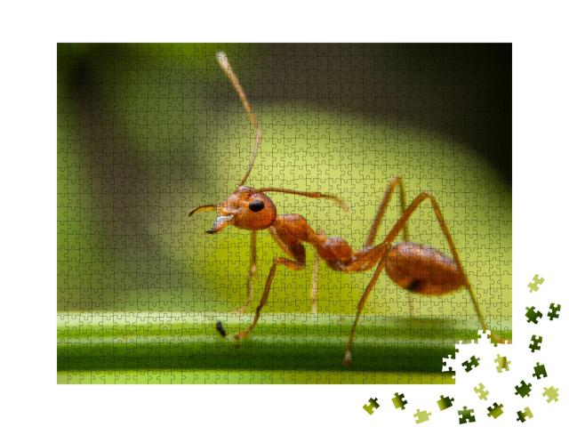 Puzzle de 1000 pièces « Les fourmis rouges cherchent de la nourriture sur les branches vertes »