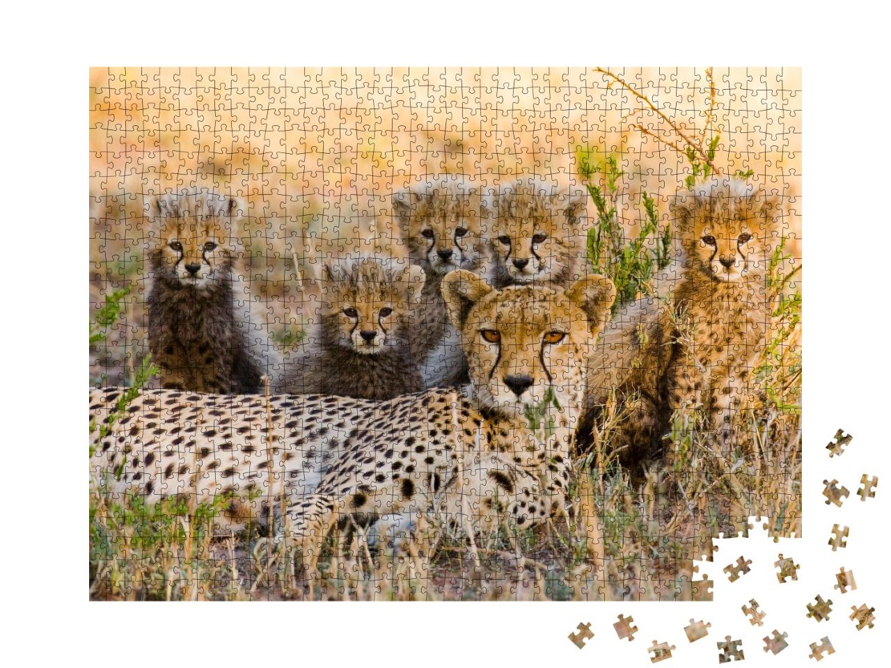 Puzzle de 1000 pièces « Une mère guépard et ses petits dans la savane, Kenya »