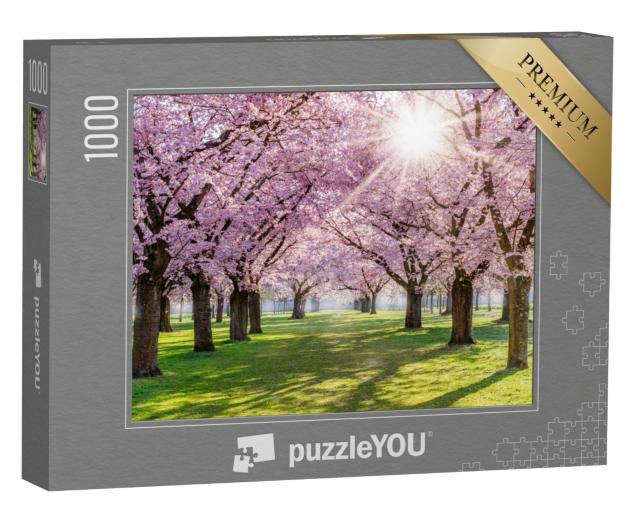 Puzzle de 1000 pièces « Cerisiers en fleurs et lumière du soleil dans un parc, Allemagne »