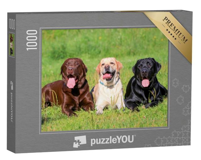 Puzzle de 1000 pièces « Labrador retriever noir, marron clair et marron dans un pré »