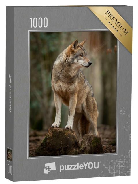 Puzzle de 1000 pièces « Loup gris dans une pose de flair dans la forêt »