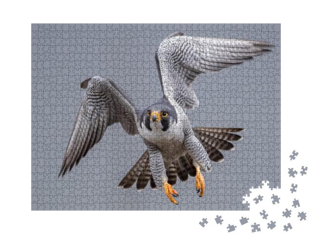 Puzzle de 1000 pièces « Faucon pèlerin en vol »